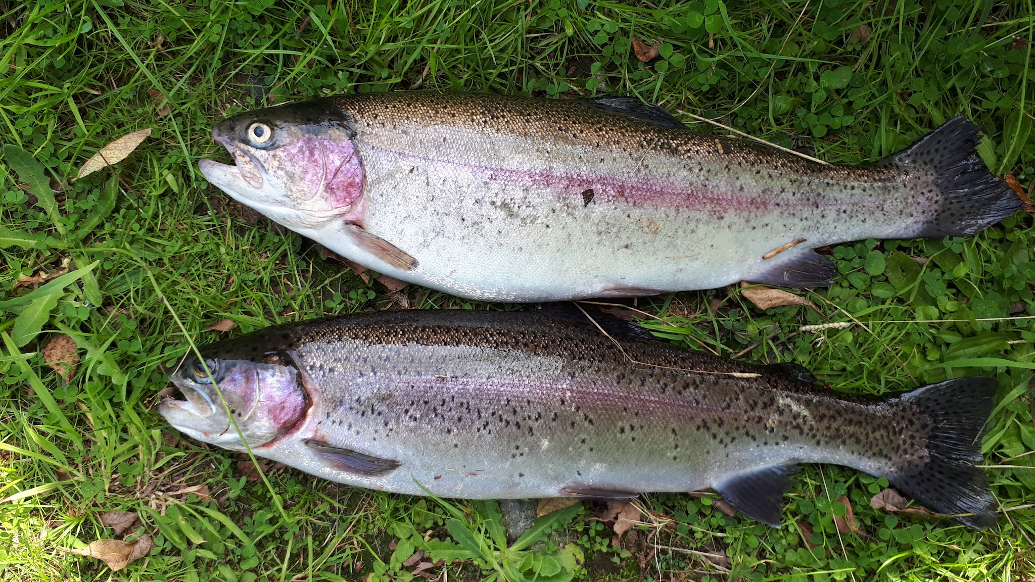 Two rainbow trout laid on the grass