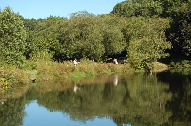 A fly lake edged with reeds and trees in summer