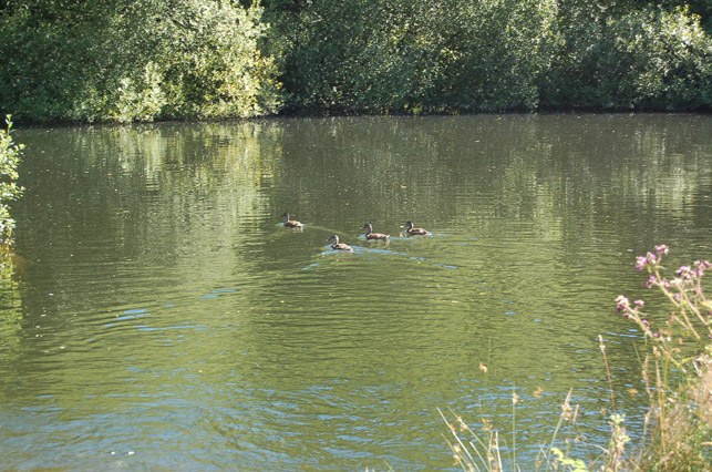 A lake with a picnic table on the grass beyond